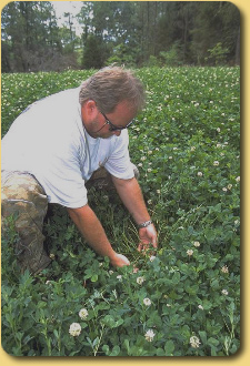 Researcher with Imperial Whitetail Clover